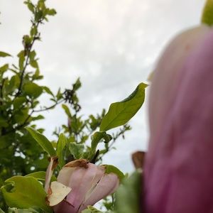 Meet your Posher, Leslie